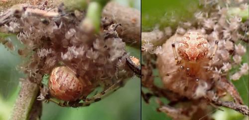 Réf. 335 072 : Theridion sp.